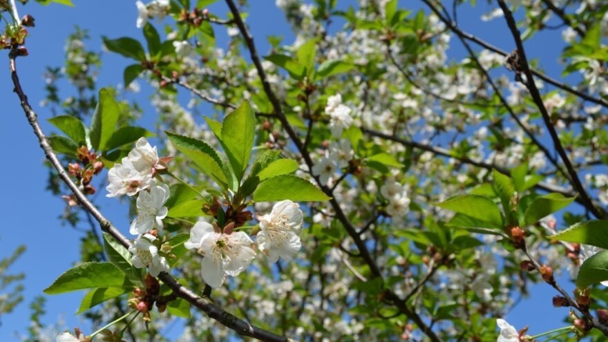 Mraz neće biti jedini problem: Kako klimatske promjene utječu na naše voćnjake?