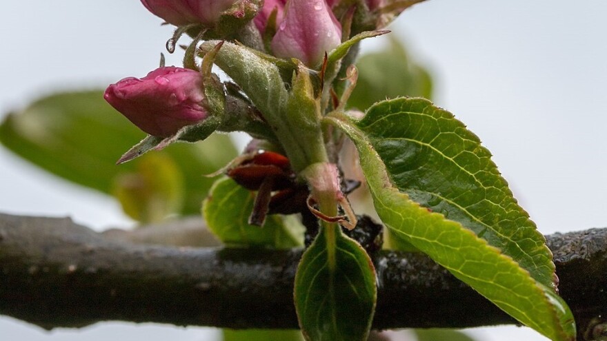 Nastavak snežnih padavina, moguće razvijanje patogena na jabuci
