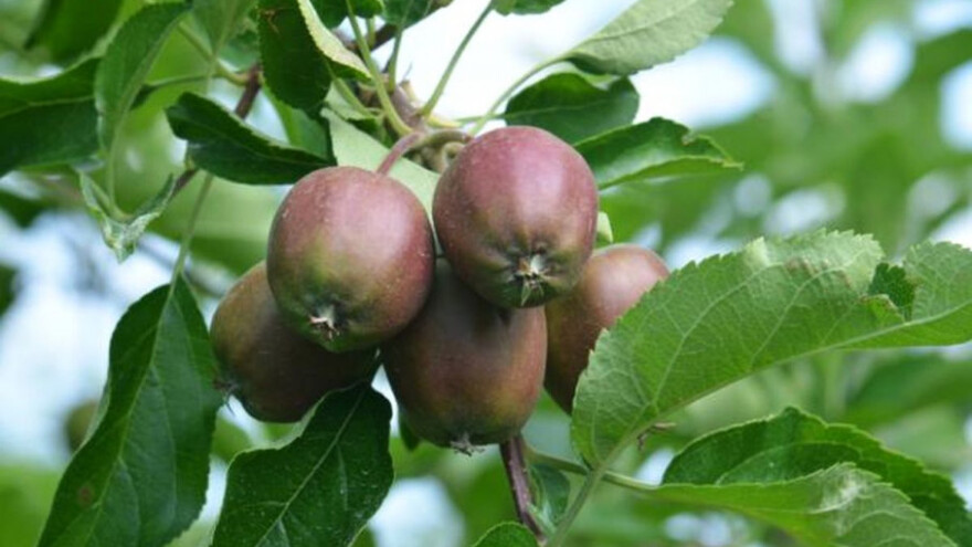 Zaštitite jabuke od jabučne krvave uši