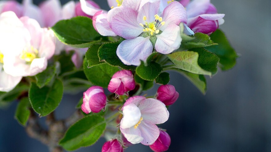 Izvoz jabuka u Rusiju već ove godine?