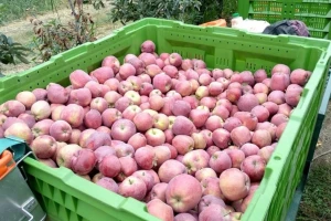 Iako se BiH voćarstvo dobro razvija, izazov je kako postići što bolju cijenu na tržištu?