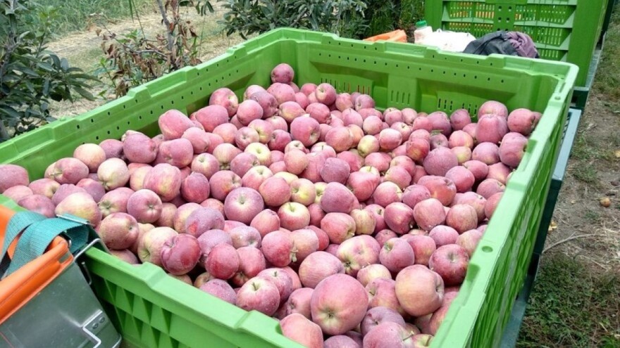 Iako se BiH voćarstvo dobro razvija, izazov je kako postići što bolju cijenu na tržištu?