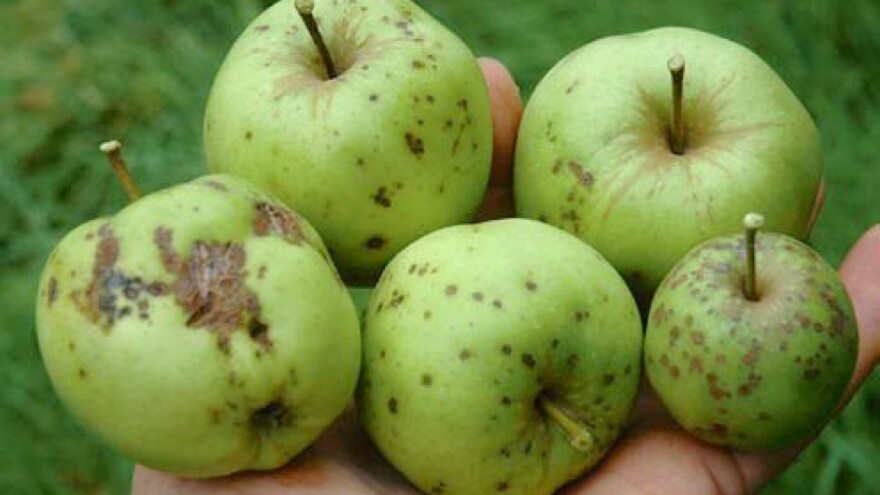 Neprskana i negnojena jabuka - je li doista i ekološka?