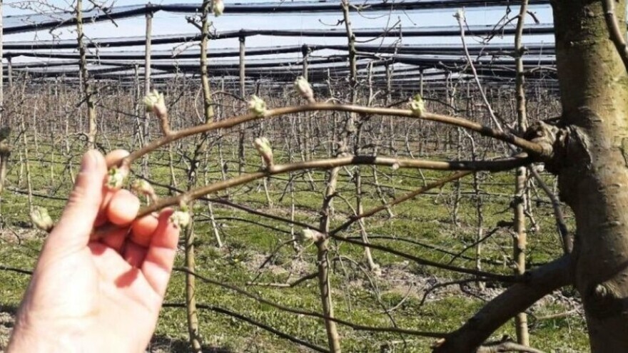 Rezidba jabuka - kratki ili dugi rez?