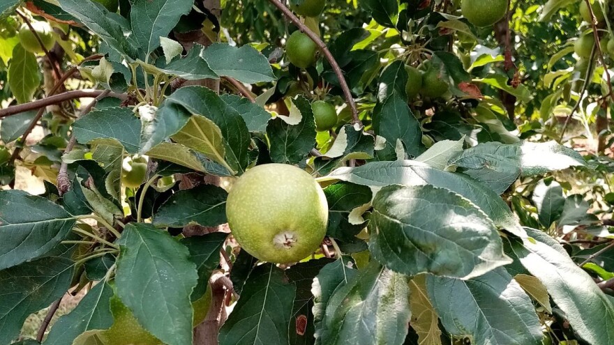 Uočena pepelnica jabuke i jabukin smotavac - pregledajte zasade