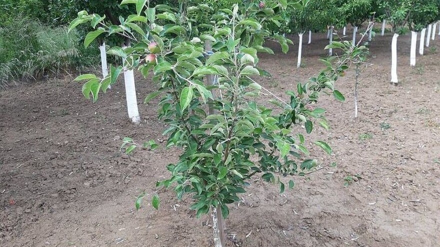 Čađava krastavost: Uspeh suzbijanja zavisi od osetljivosti sorte, ali i od bujnosti - šta uraditi?