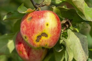 April i maj pogodni za pojavu krastavosti: Zaštitite jabuke i kruške