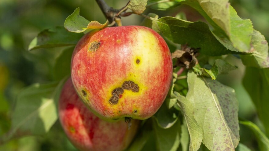 April i maj pogodni za pojavu krastavosti: Zaštitite jabuke i kruške