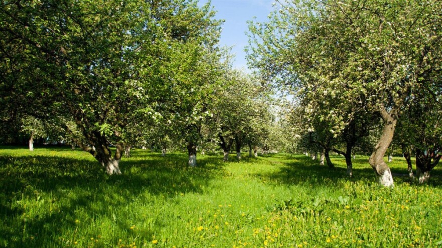 Ljetno plijevljenje i rezidba jabuke
