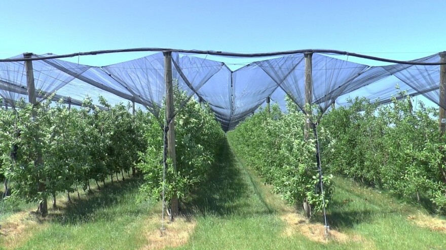 Pazite na zalivnu normu kod navodnjavanja jabuka, u cilju dobijanja krupnijih plodova