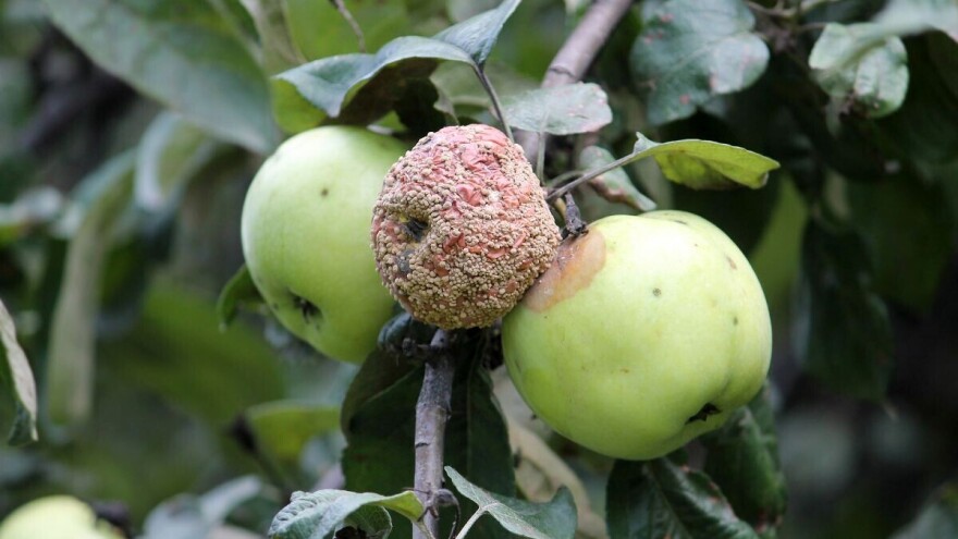 Intenzitet staklavosti jabuke smanjite ranijom berbom