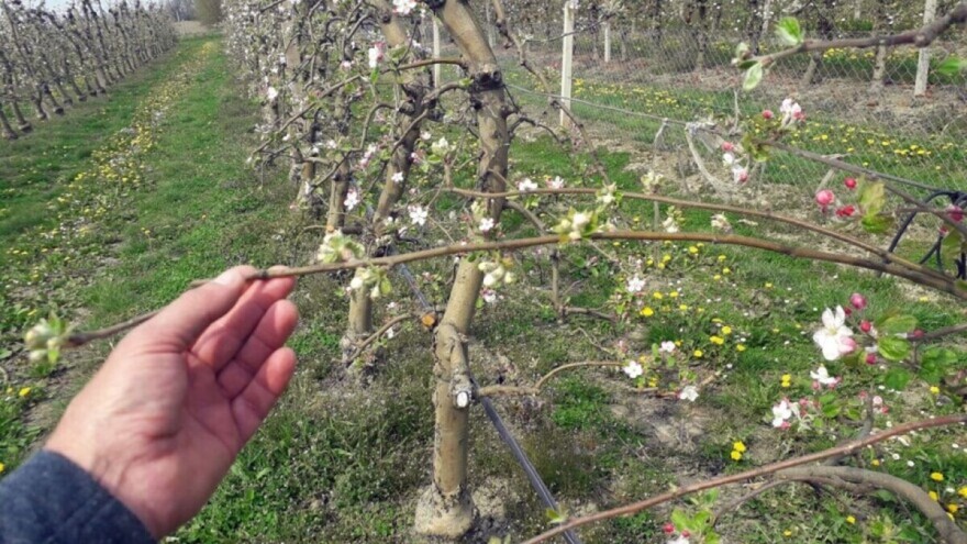 Proljetno đubrenje jabuke azotnim đubrivima