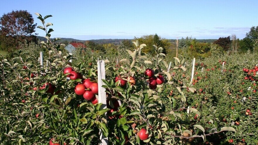 Đubrenje jabuke: Azot i kalij utiču na crvenu boju ploda