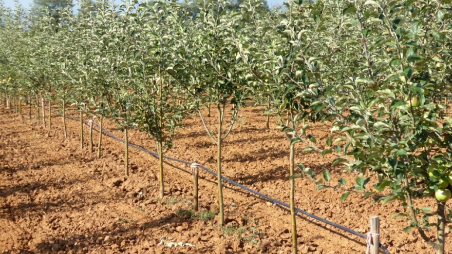 Šta se događa kad sorta jabuka prijeđe na svoj korijen?