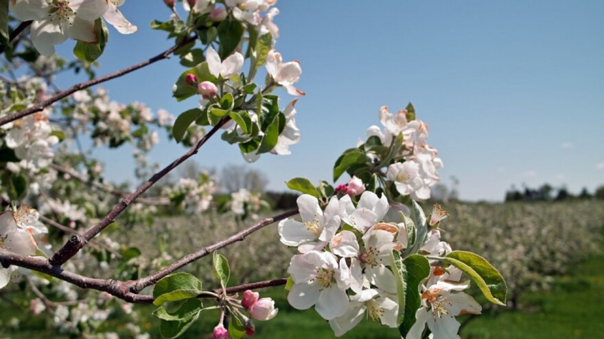 Kako riješiti problem alternativnog rađanja jabuke?