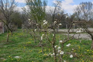 Hoćemo li ovaj vikend moći raditi u baštama, voćnjacima...?