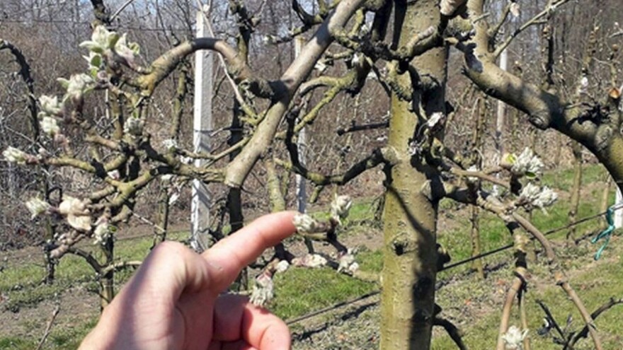 Alternativna rodnost jabuke: Zašto je važno proređivanje?