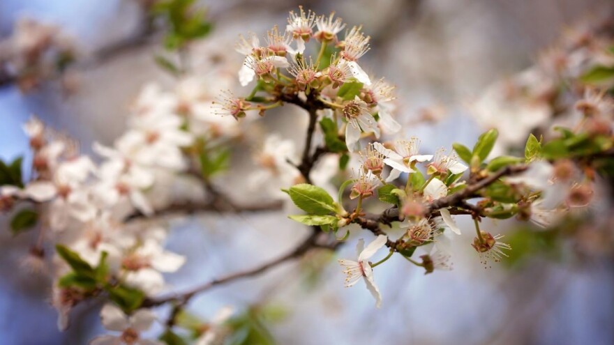 Proređivanje: Jabuka se nalazi u fazi za proređivanje amidom