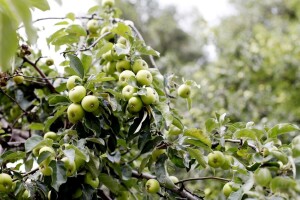 Voće se može uzgajati i na vlažnom tlu - jabuka najotpornija
