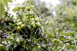Voće se može uzgajati i na vlažnom tlu, pažljivim izborom vrsti i sorti - jabuka najotpornija