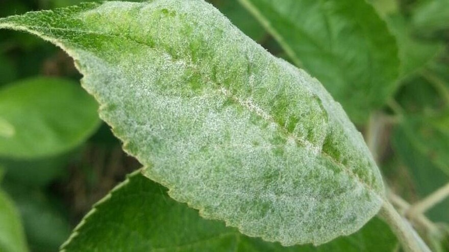 Suzbijanje pepelnice u zasadima jabuke