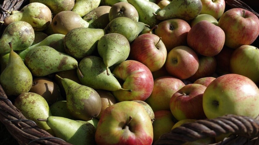 Koje su bolesti jabuke i kruške u skladištu