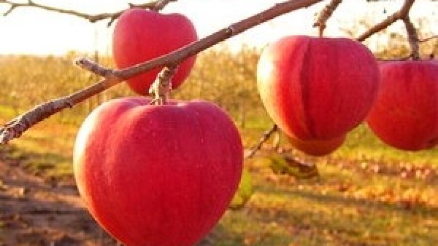 Obavijest voćarima i maslinarima