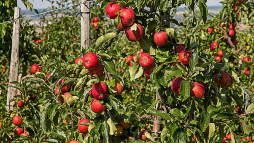 17 stvari za znati prije podizanja voćnjaka