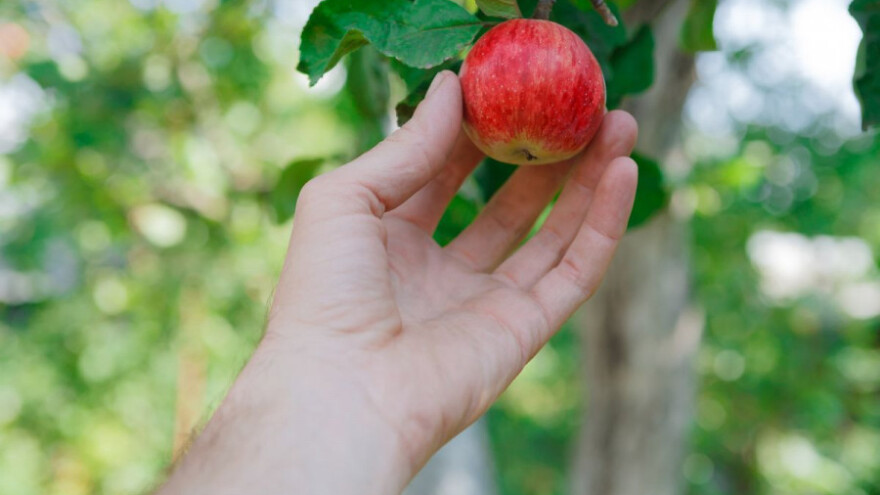 Savjetovanje o upisu sorti voćnih vrsta