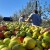 Proizvodi voće na 22 hektara i izvozi za EU: Da li i mladi imaju priliku?