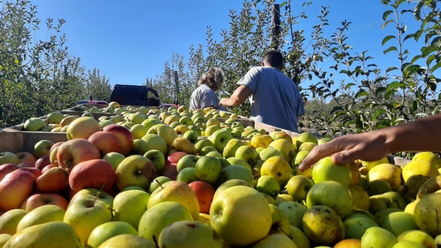Proizvodi voće na 22 hektara i izvozi za EU: Da li i mladi imaju priliku?