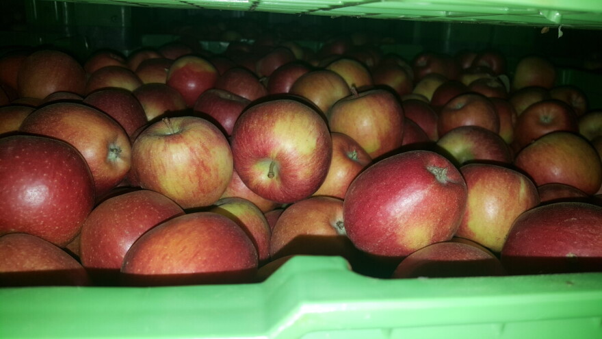 Kakva je bila voćarska godina, i čemu se nadati u narednoj?