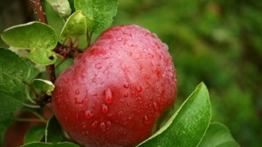 Jakovina gluh za vapaj voćara