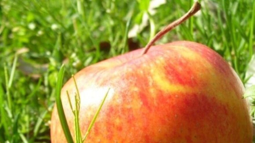 Slavonska jabuka Dika