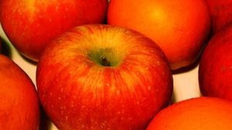 Najsuvremenija plantaža jabuka u jugoistočnoj Europi