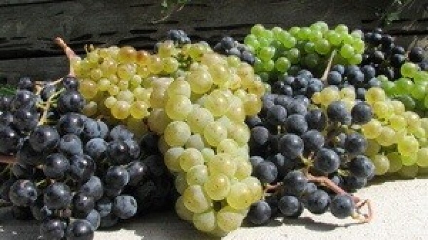 Hažićeva vina i jabuke