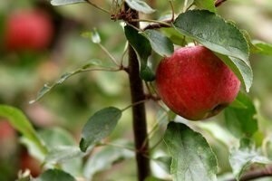 Otvorenje objekta za preradu i skladištenje voća