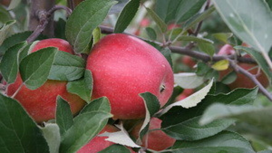 Održani 18. Dani jabuka u Požegi