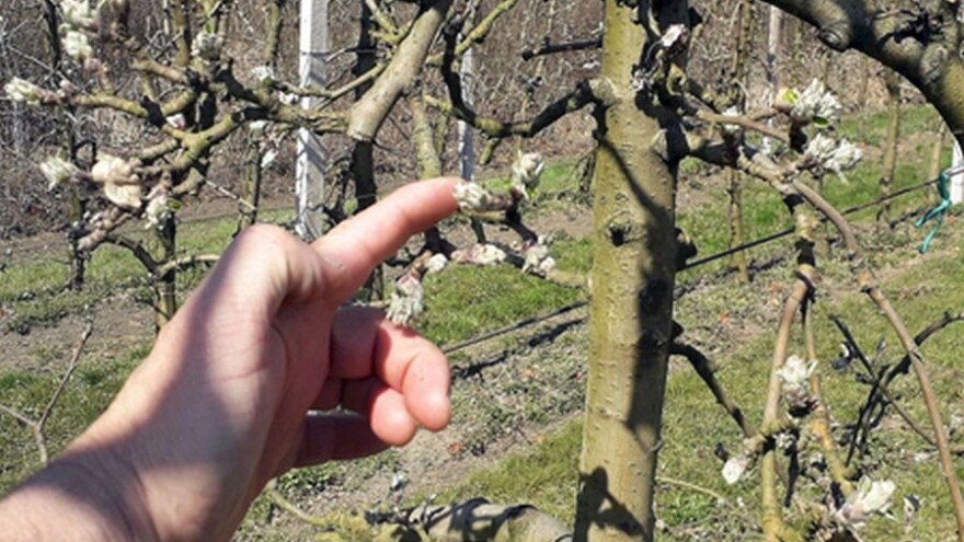 Alternativna rodnost jabuke