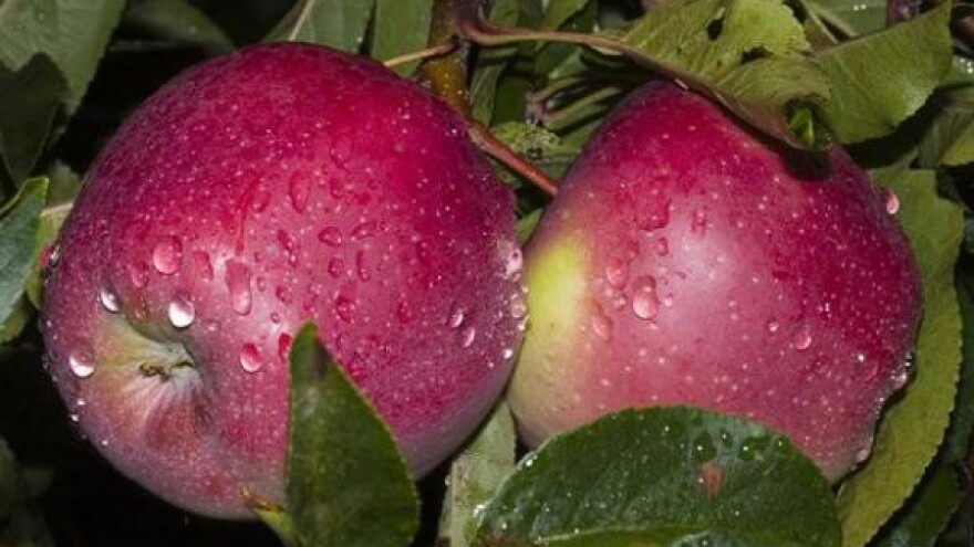 Riskiranje uroda zbog nekoliko stotina kuna