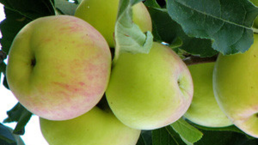 Ekoproizvodi i u krizi i recesiji imaju siguran plasman i kupce