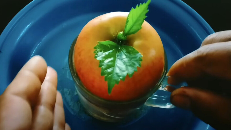 Lažni saveti o uzgoju voća, povrća i drugog bilja