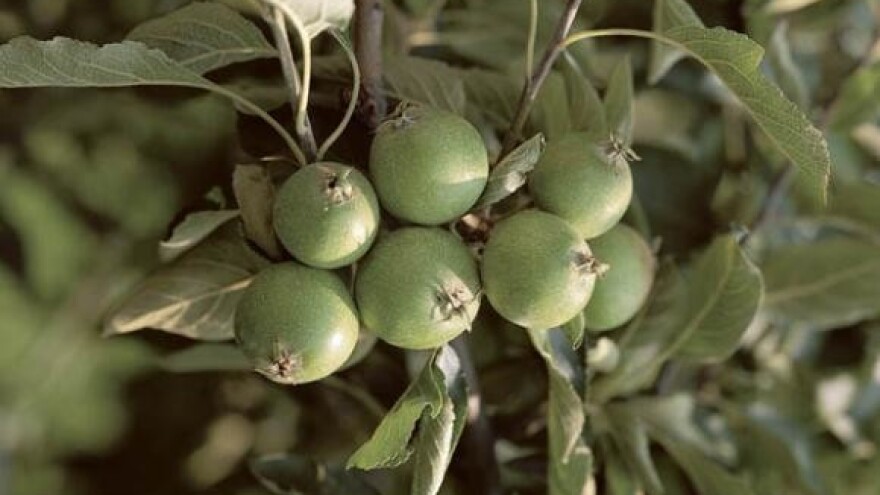 Mjere zaštite voćnjaka nakon tuče