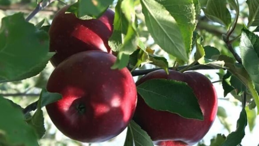 Određivanje roka berbe jabuka