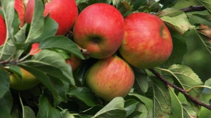 Razgrabljene OLT-ove platforme za branje voća