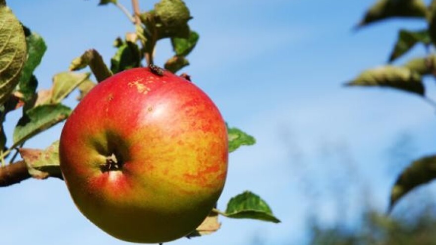 Jabučni dani u Đakovu