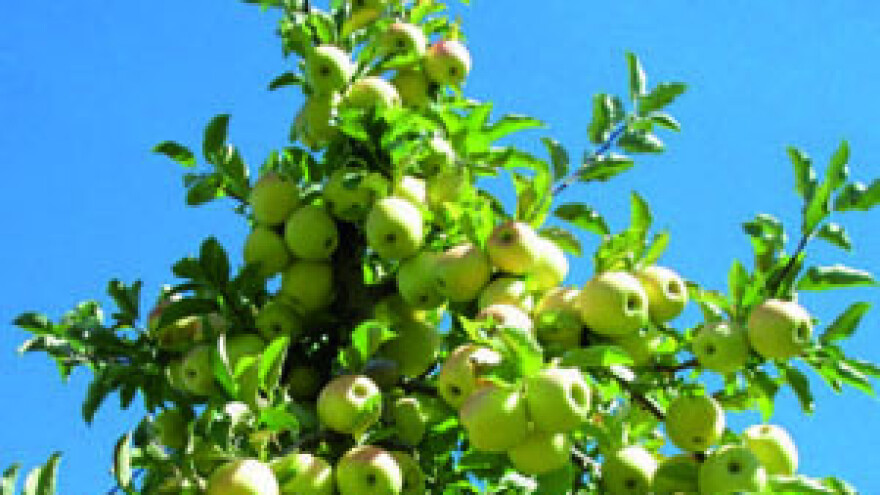 Prednosti uzgoja stupastih jabuka