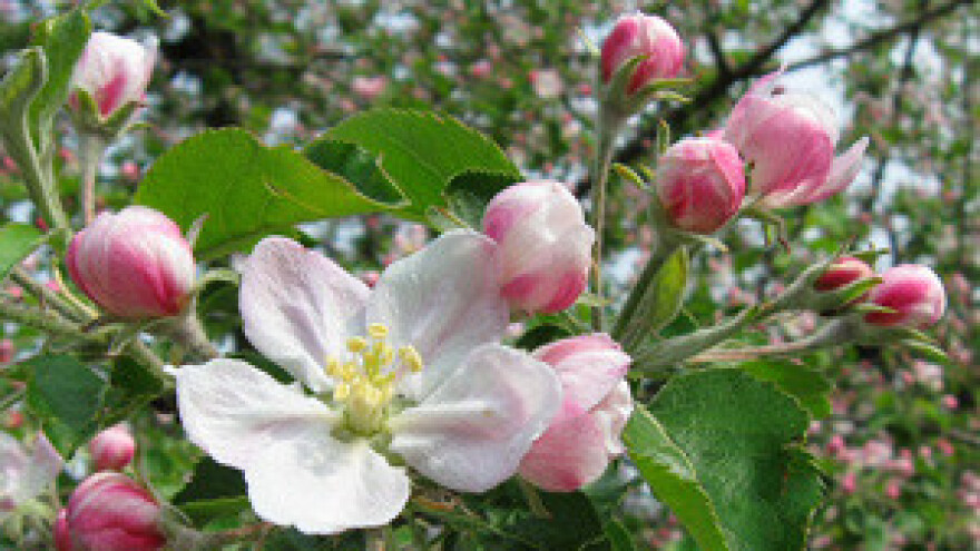Riznica biološke raznolikosti
