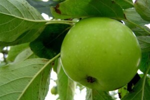Jabučnjak unosniji od vinograda
