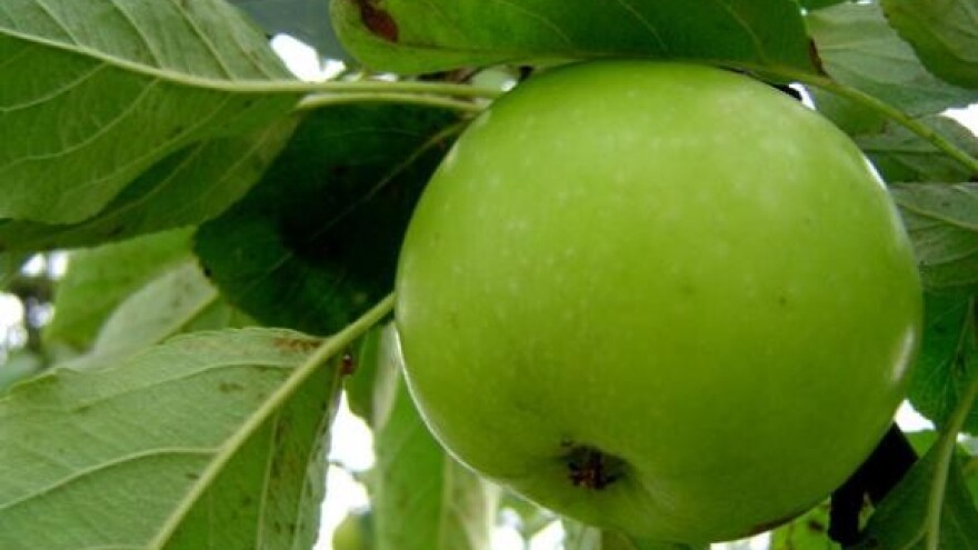 Jabučnjak unosniji od vinograda